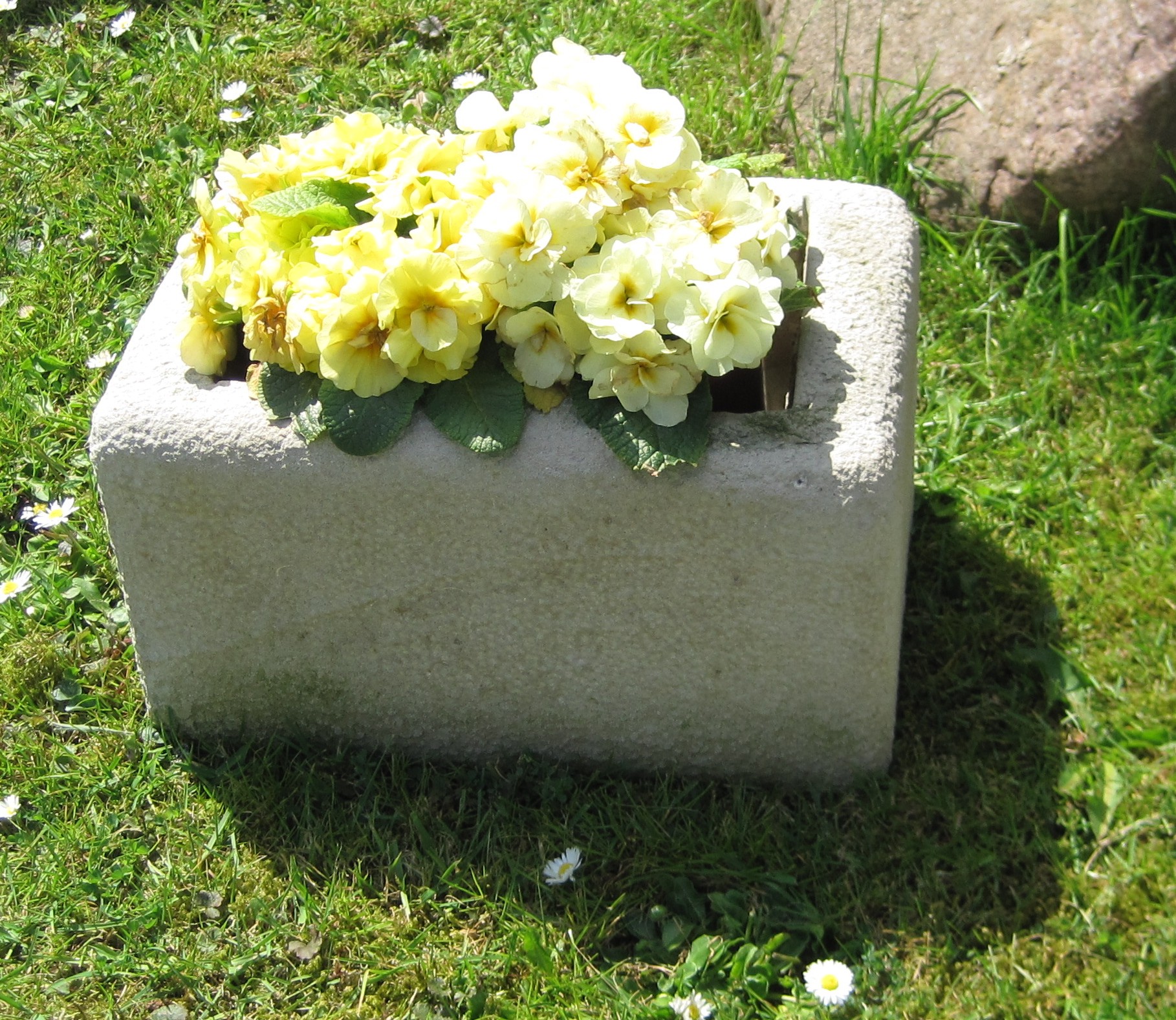 Pflanztrog 8